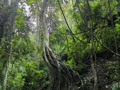 -西双版纳原始森林公园