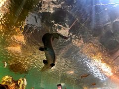 -上海海洋水族馆
