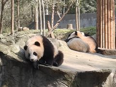 -中国大熊猫保护研究中心雅安碧峰峡基地