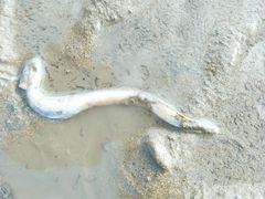-刘家湾赶海园