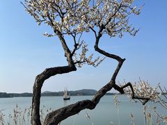 -香雪海