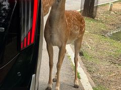 -秦皇岛野生动物园