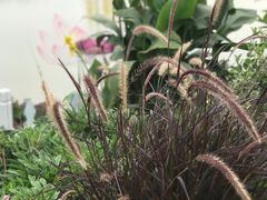 -荷兰花海