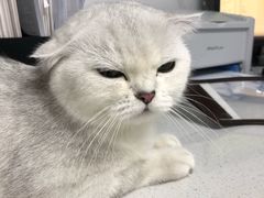 -宠颐生动物医院·猫科·心脏科(海口分院)