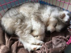 -翊宠yipet猫狗购宠庄园犬舍•猫舍