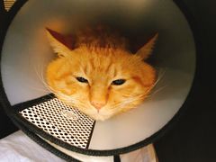 -伟伟宠物医院·CT影像中心·瑞派犬猫综合性门诊(汉口总院)