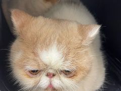 -德元·美联众合24小时动物医院(总院)