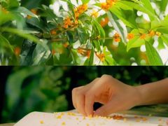 -南山植物园