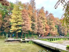 -深圳仙湖植物园