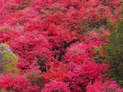 -木兰云雾山