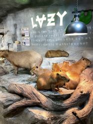 -Zoolung Zoolung动物主题公园(海信广场店)