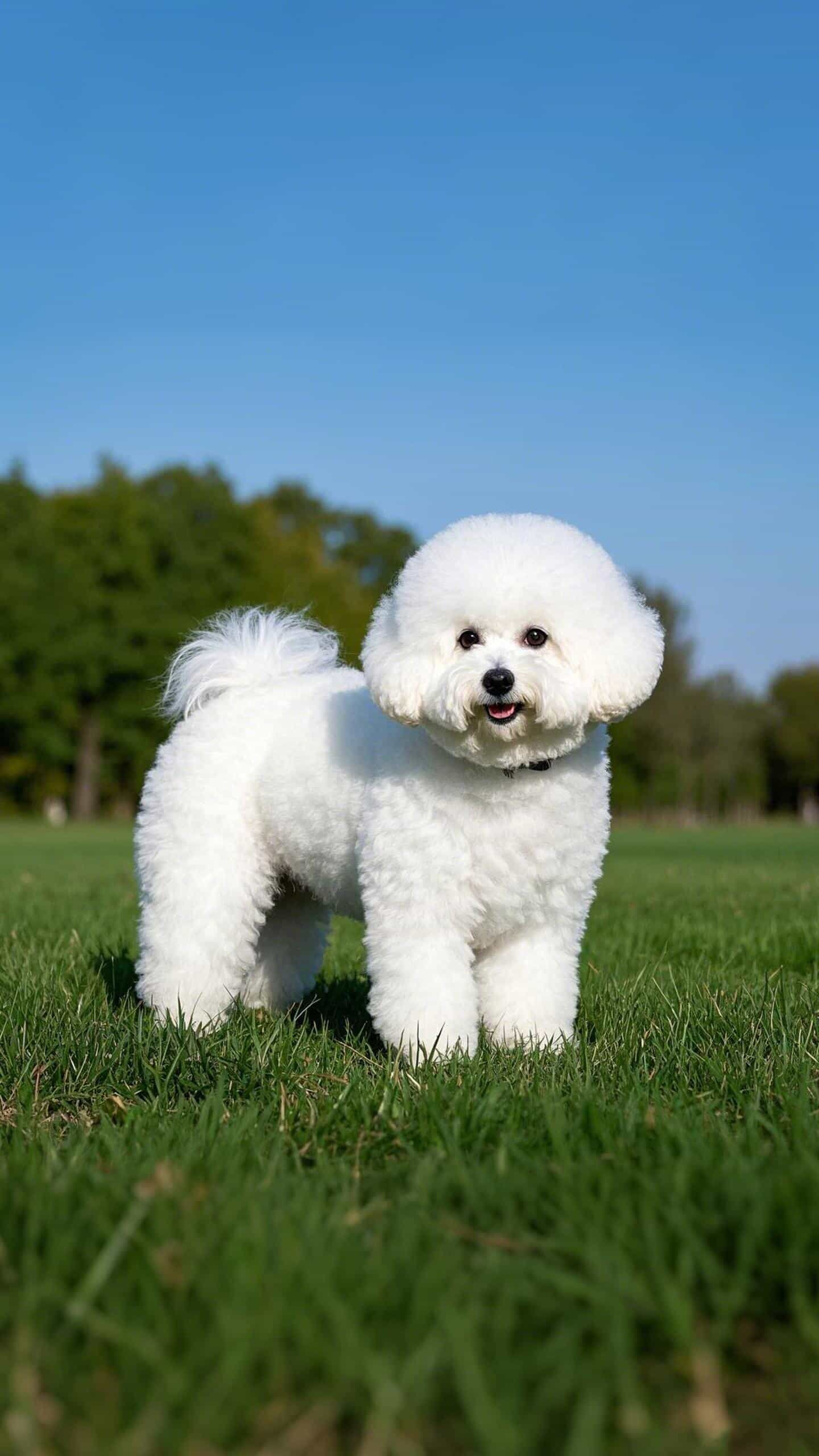 家有萌宠,真是太可爱了!这泰迪全身是雪白