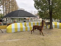 -前小桔亲子创意农场·草莓采摘·露营烧烤