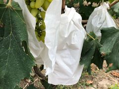 -马陆小张葡萄园农家乐