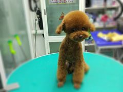 -达爱动物医院·犬猫分区·CT·复杂眼科(远洋山水分院)