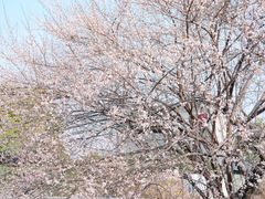-国际非物质文化遗产博览园