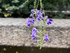 -绿地·中山里