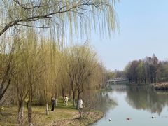 -顾村公园
