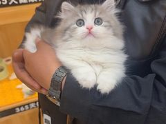 -欣宠猫屋·矮脚拿破仑·蓝金金渐层