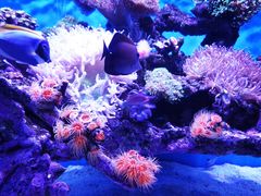 -上海海昌海洋公园