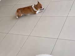 -怪兽屋·羊驼·猫咖·狗咖(俊华广场店)