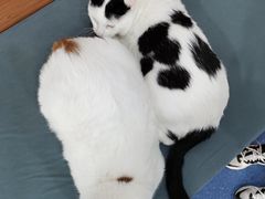 -伟伟宠物医院·CT影像中心·瑞派犬猫综合性门诊(汉口总院)