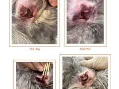 -北京观赏动物医院·24小时大型综合·猫专科·异宠专科
