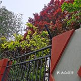 蔷薇花开~出墙来