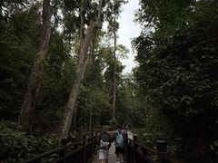 -西双版纳原始森林公园