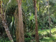 -西双版纳原始森林公园