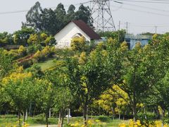 -紫颐香薰山谷景区