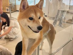 -共舞时光猫咖·狗咖(新街口店)