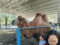 -长白岛森林公园