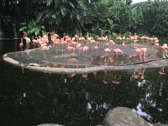 -新加坡飞禽公园
