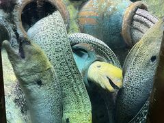 -太平洋海底世界