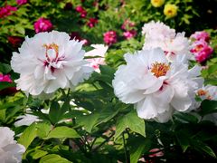 -莲花池公园