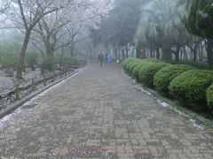 -汉拿树木园