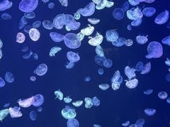 -蓬莱欧乐堡海洋极地世界