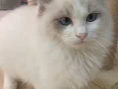 -喵宠乐园·撸猫互动·猫舍