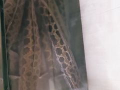 -罗记香霸头乌鱼庄(丹棱店)