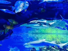 -江和美海洋公园
