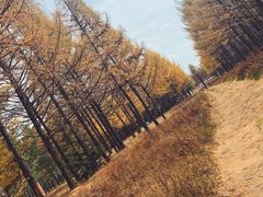 -塞罕坝国家级自然保护区