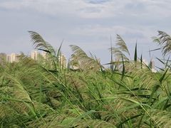 -洋湖国家湿地公园