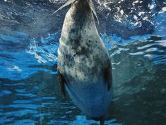 -上海海洋水族馆