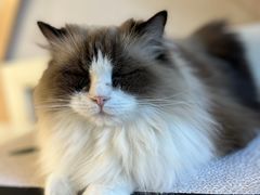 -琪喵猫屋·撸猫猫咖·猫舍