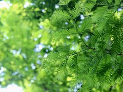 -桤木河湿地公园