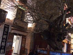 -古树酸奶(八廓南街店)