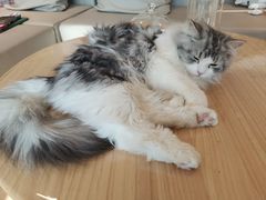 -猫腻·猫咖·撸猫馆(星光大道店)