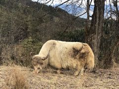-硗碛藏寨·神木垒景区