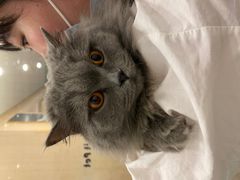 -BABIT巴比特宠物(MOMOPARK店)